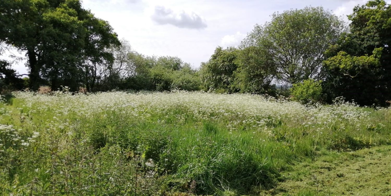 Admirals Park and Tower Gardens Love Your Chelmsford