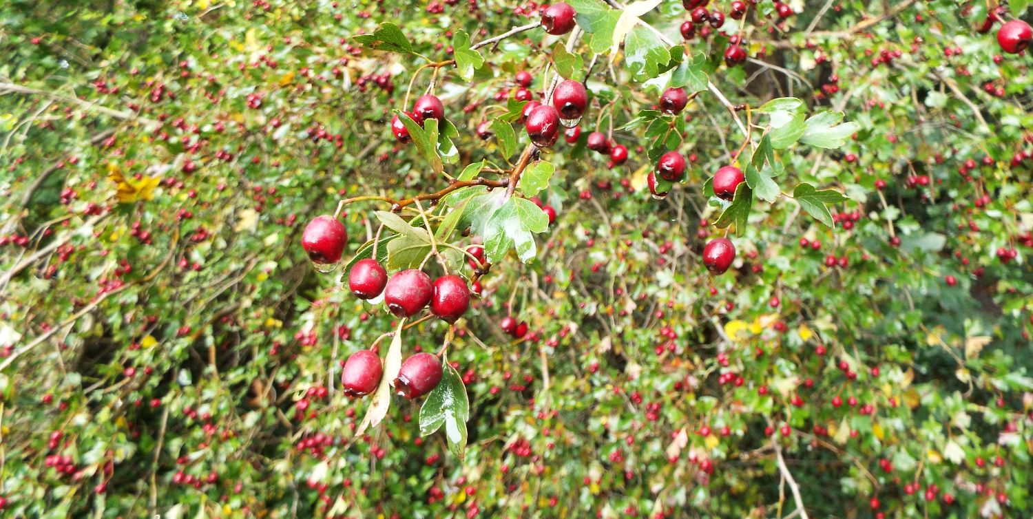 Andrews Park Chelmsford Love Your Chelmsford