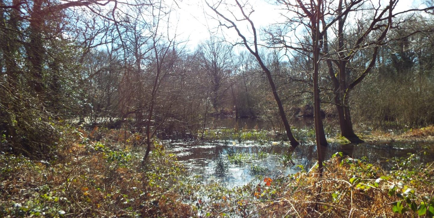 Galleywood Common Chelmsford Love Your Chelmsford