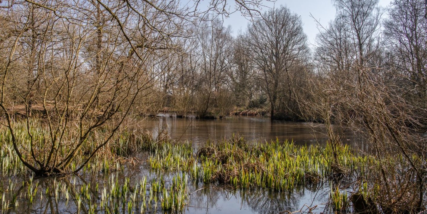 Galleywood Common Chelmsford Love Your Chelmsford galleywood-common-chelmsford-love-your-chelmsford