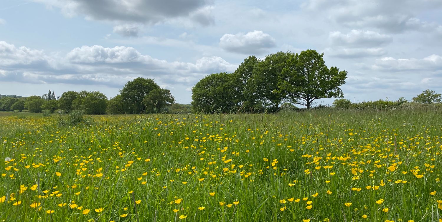 Home - Love Your Chelmsford