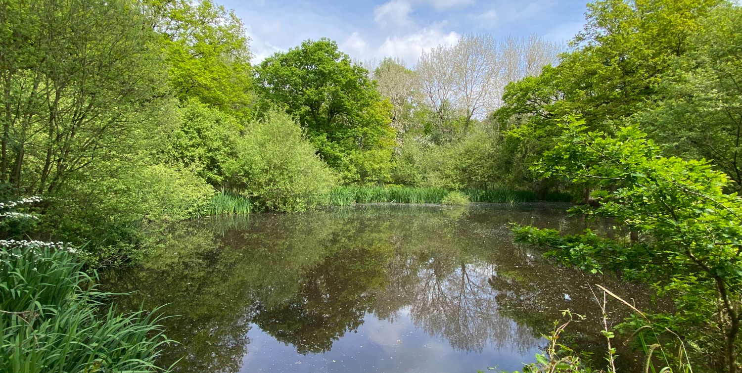 Galleywood Common Chelmsford Love Your Chelmsford galleywood-common-chelmsford-love-your-chelmsford