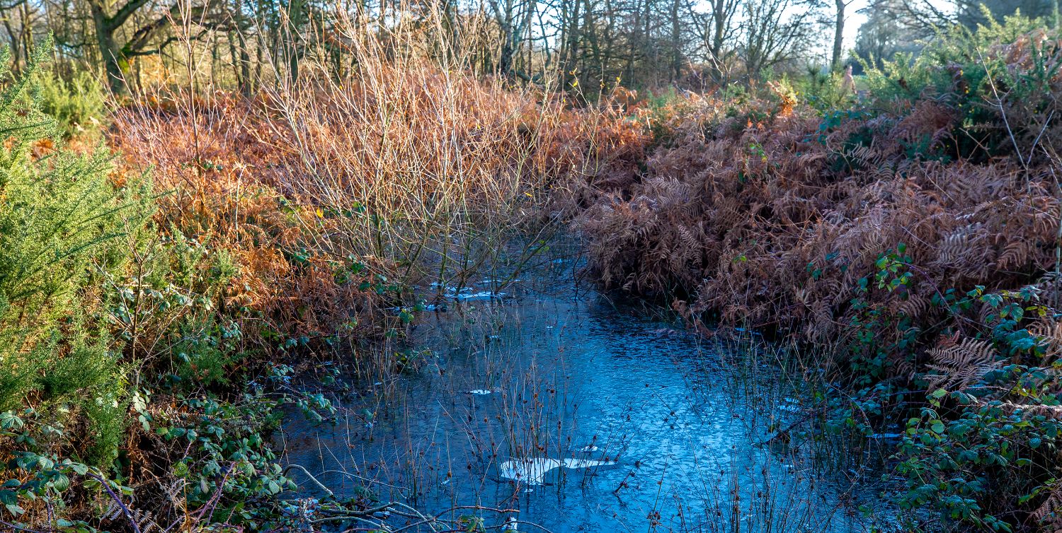 Galleywood Common Chelmsford Love Your Chelmsford galleywood-common-chelmsford-love-your-chelmsford