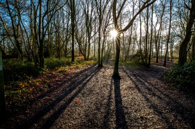 Galleywood Common Chelmsford Love Your Chelmsford galleywood-common-chelmsford-love-your-chelmsford