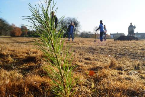 tree planting