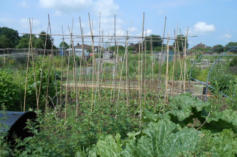 Chelmsford Allotments
