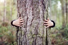 Become a Tree Spotter