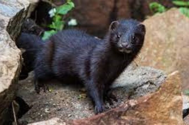 American Mink