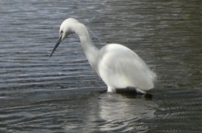 Little Egret