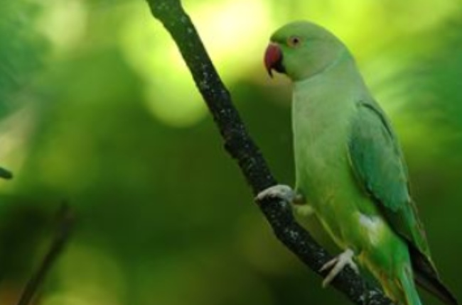 Ring-necked Parakeet