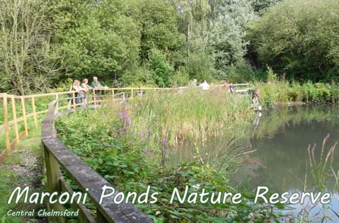 Friends of Marconi Ponds