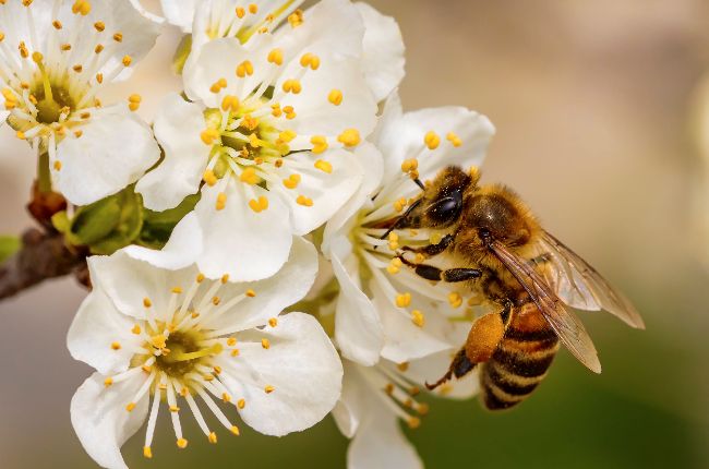 Honey Bee taking pollen from a flower