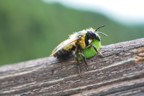Leaf Cutter Bee on a stem holding a piece of leaf