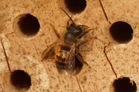 Mason Bee on a piece of wood with nesting holes