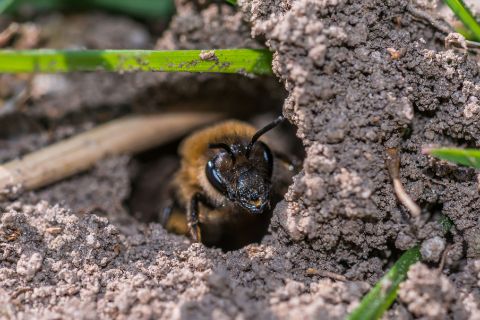 Mining Bee emerging from a hole in the dirt