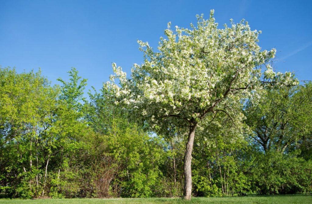 Crab Apple