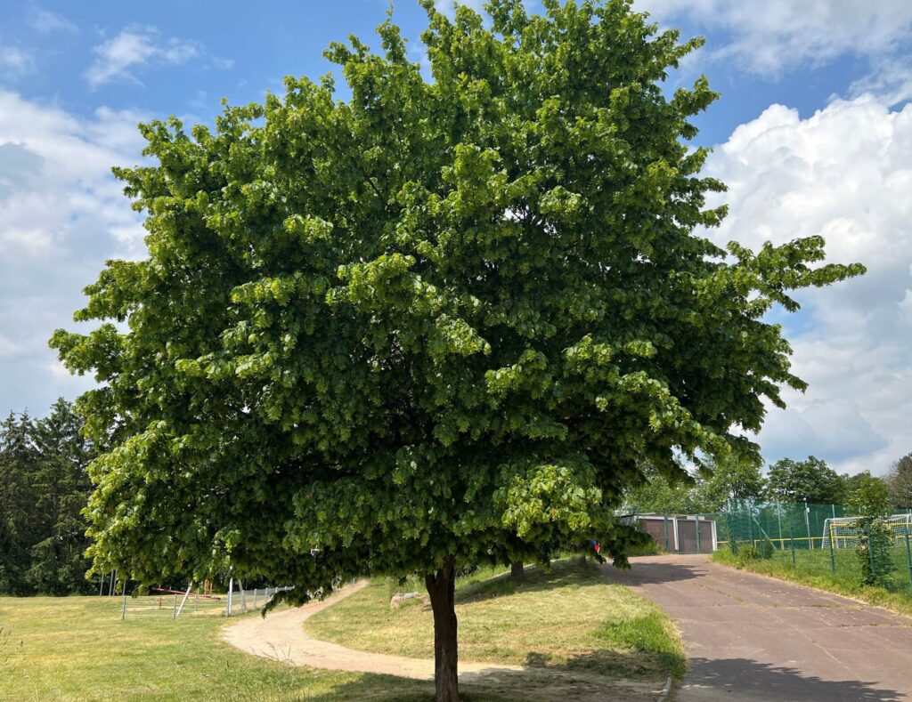 Hornbeam