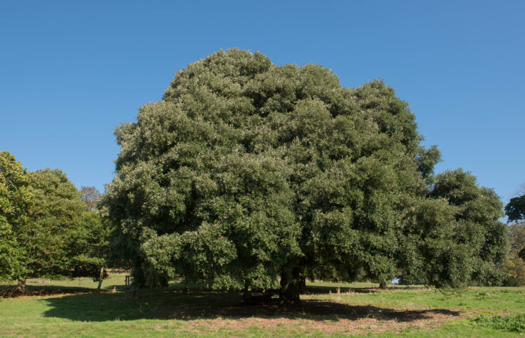 Evergreen Oak