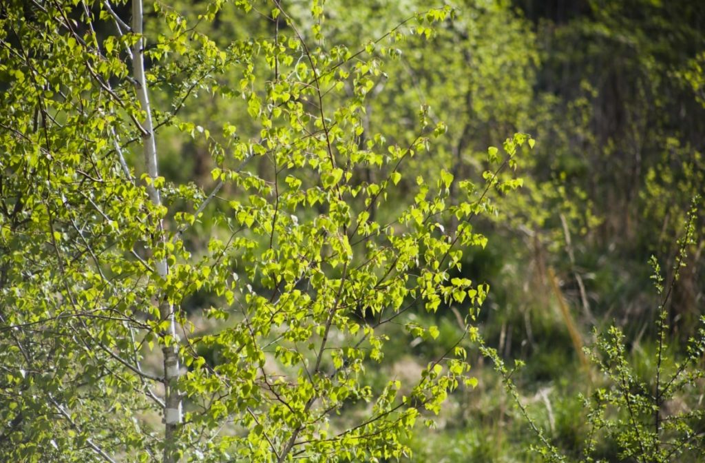 Silver Birch