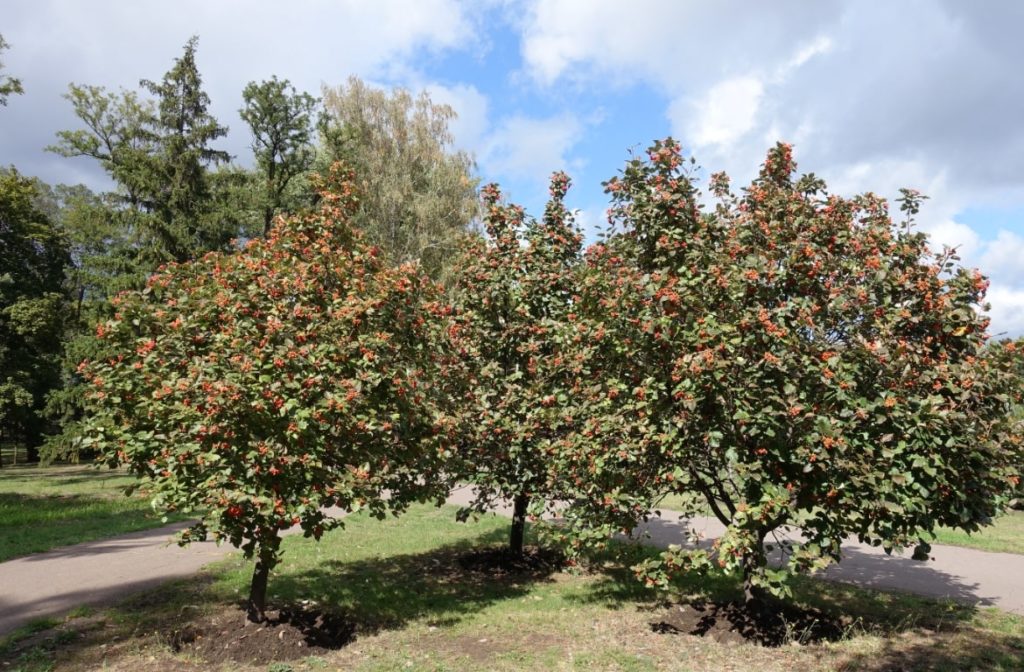 Whitebeam