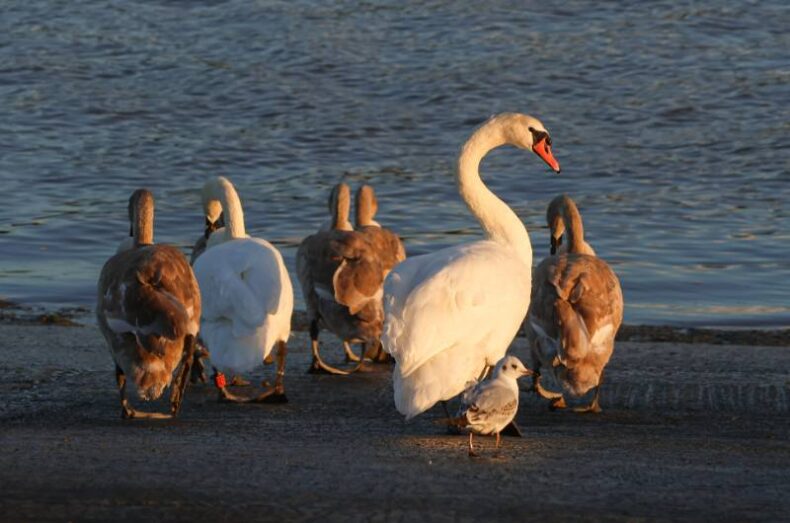 ‘Family and Friend’ by Karen Mercer