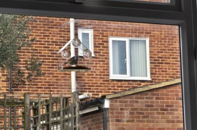 ‘Blue tit at the window feeder’ by Laura Stevens