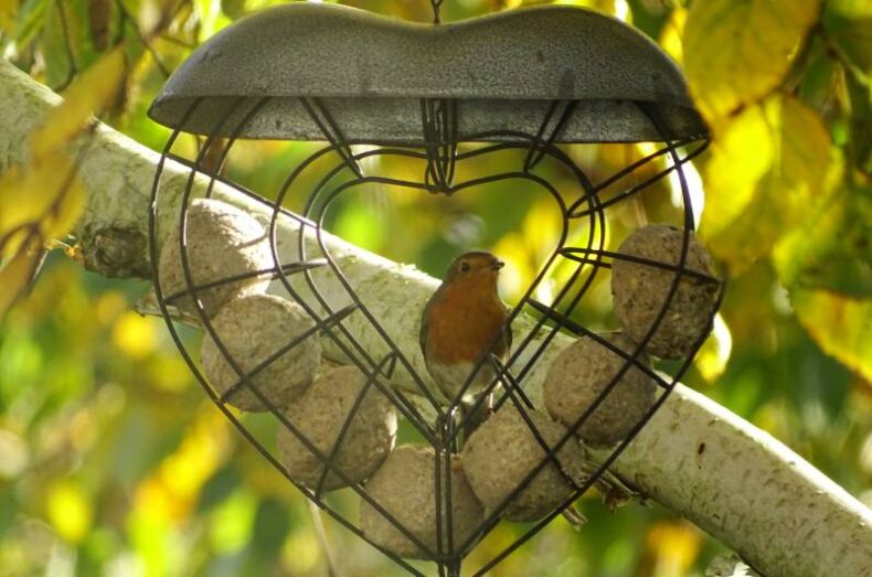 ‘Love Robin’ by Di Stroud