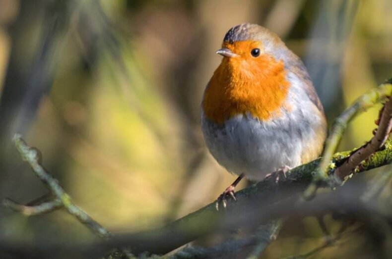 ‘Robin Sunbathing’ in the Bushes by Jon Wade