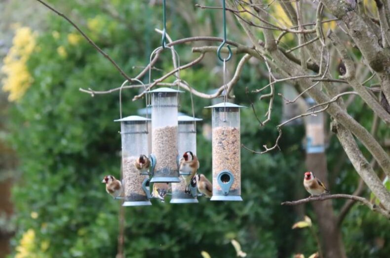 Runner up: ‘Goldfinches’ by Peter