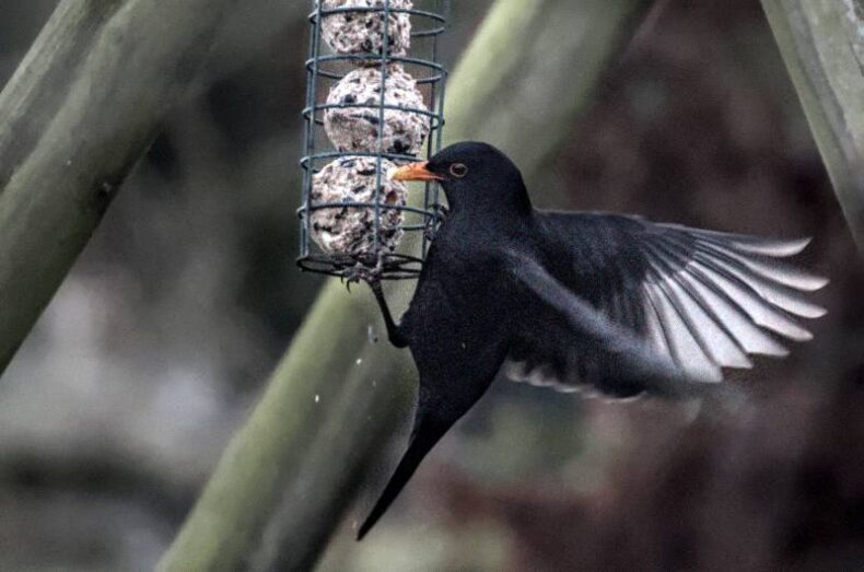 ‘Acrobatic Blackbird on the Fat Balls’ by Jon Wade