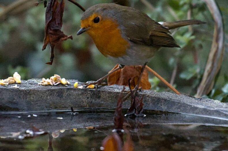 ‘Supper then a bird bath’ by Jon Wade