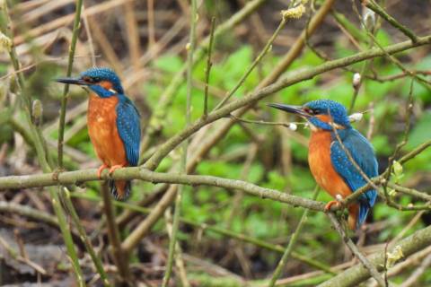 Two Time Blue by Pip Holden