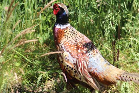 Pheasant on the common by Olivia