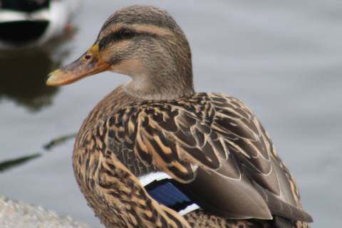 Mallard Duck by Olivia