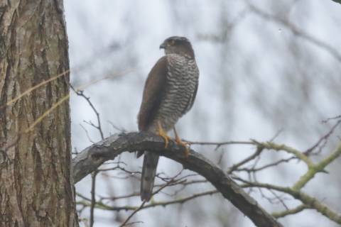 Sparrowhawk by Peter