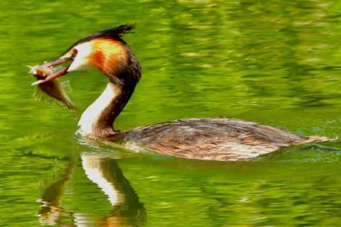 Great Crested Grebe feed time by David Tebby