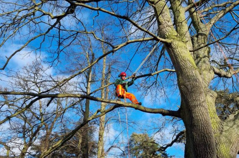 Arboricultural worker in a tree