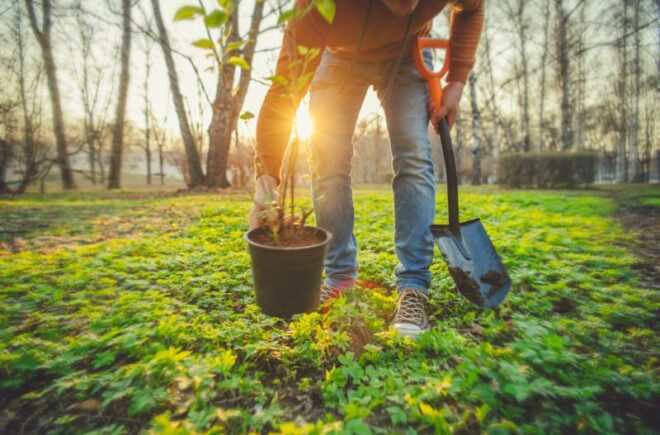 person digging tree