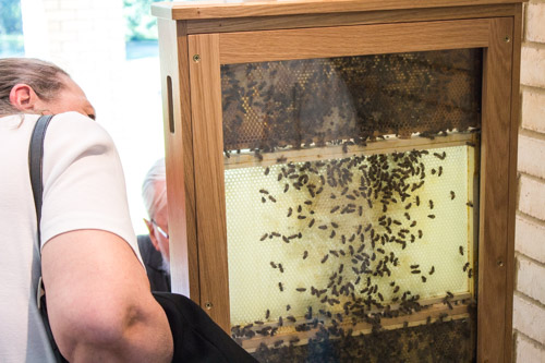 Bee Hive - Oaklands Chelmsford Museum