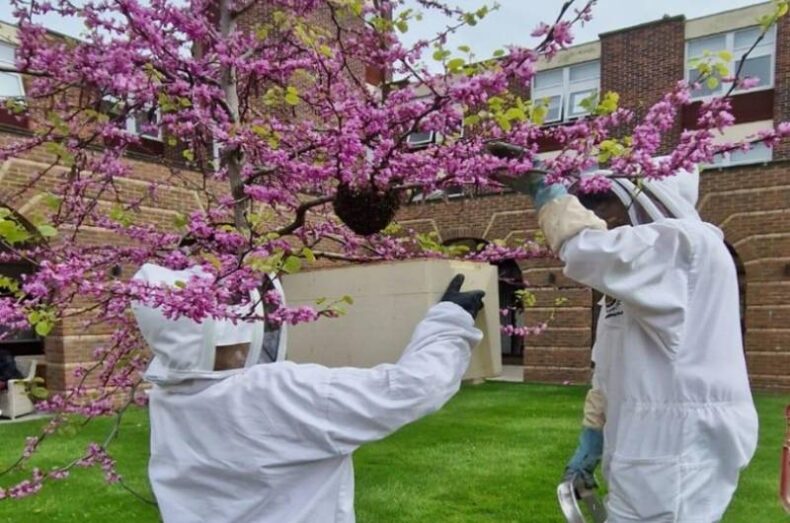 Two people in beekeepers suits collecting a bee swarm from a Juda tree (in bloom with pink flowers)