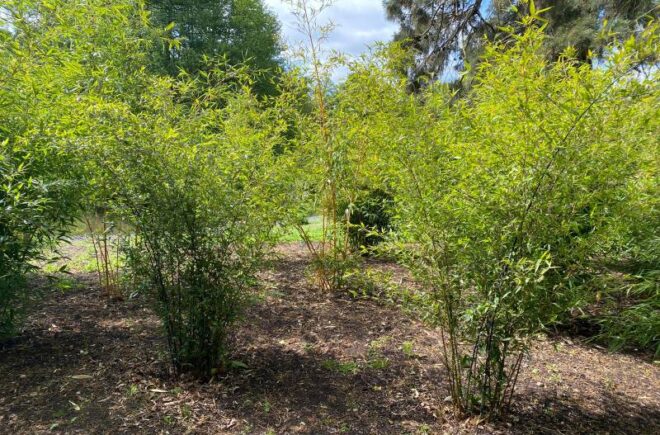 Groups of Bamboo