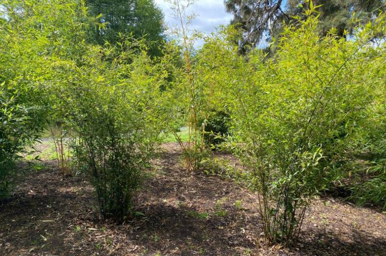Groups of Bamboo