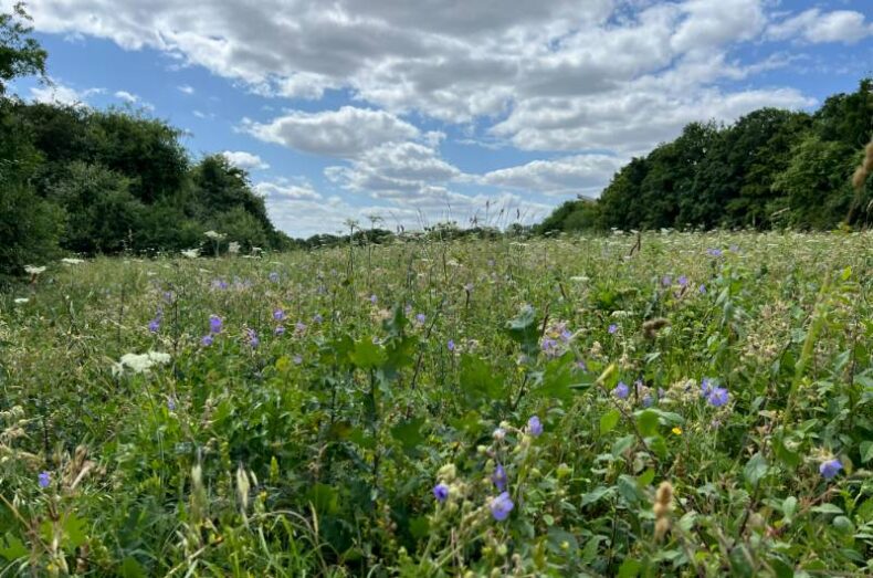 Meadow - Frankland-Fields-LNR