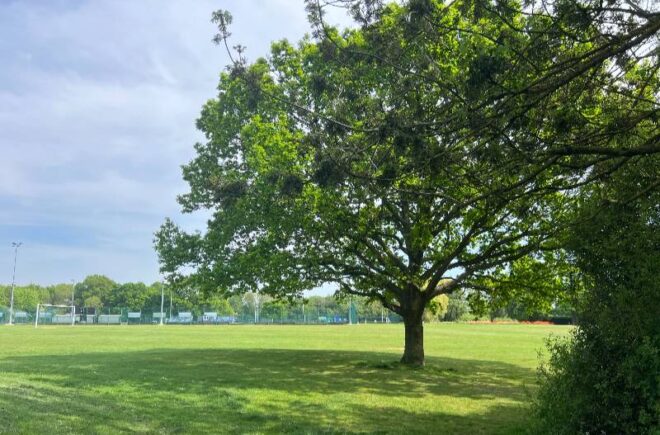 Tree in Chelmer Park with sports grass field in background