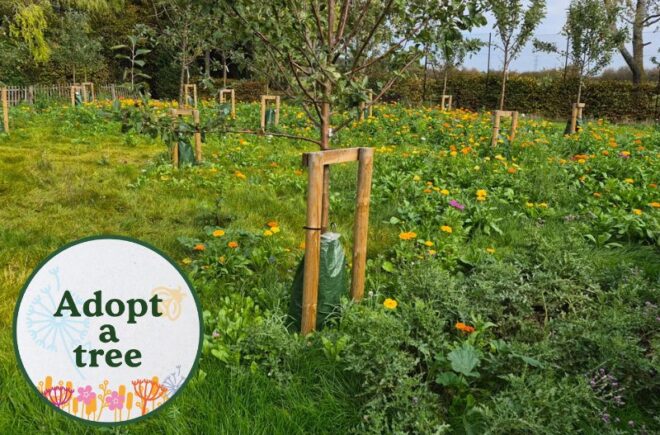 Nature pledge - adopt a tree