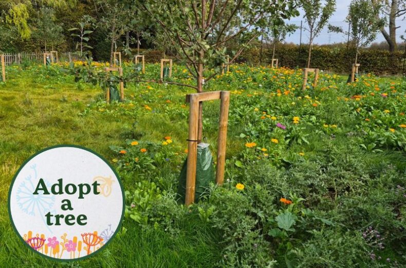 Nature pledge - adopt a tree