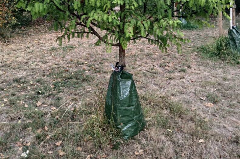 Tree bag example - adopt a tree to water
