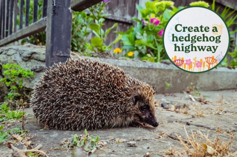 Nature pledge - Hedgehog highway