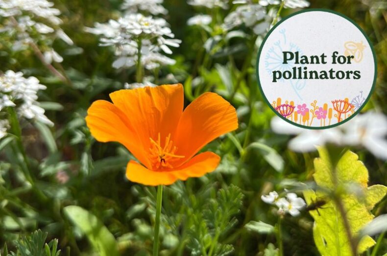 Nature pledge plant for pollinators