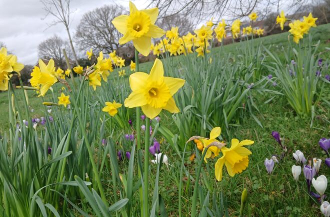 Daffodils Pollards Green